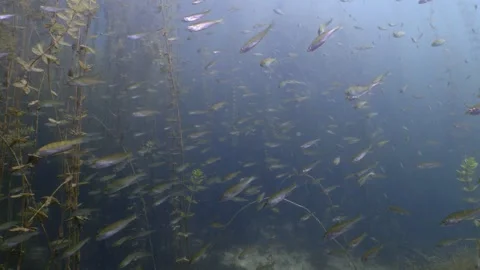Massive School of Red Fin Perches in lake, underwater shot Video stock 305863141
