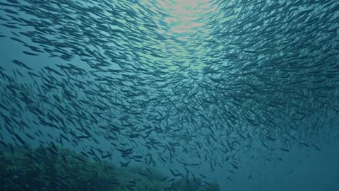 Massive school of Sardines moves quickly, Mediterranean Sea, Spain Stock Footage 332503520