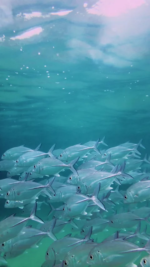 Massive School of Silver Fish Swimming in Hikkaduwa Sri Lanka Vertical View Stock Footage 330184855