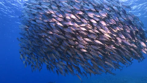 Massive School of Silver Fish Swimming in Deep Blue Tropical Ocean Waters Stock Footage 341959764