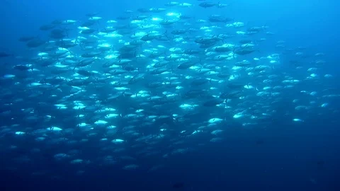 Massive school of Skipjack-tuna - Katsuwonus pelamis swim in the blue water Video stock 90761823