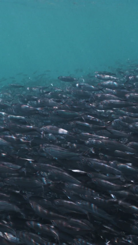 Massive school of small fish on blue water background. Closeup underwater Stock-Footage 284007011