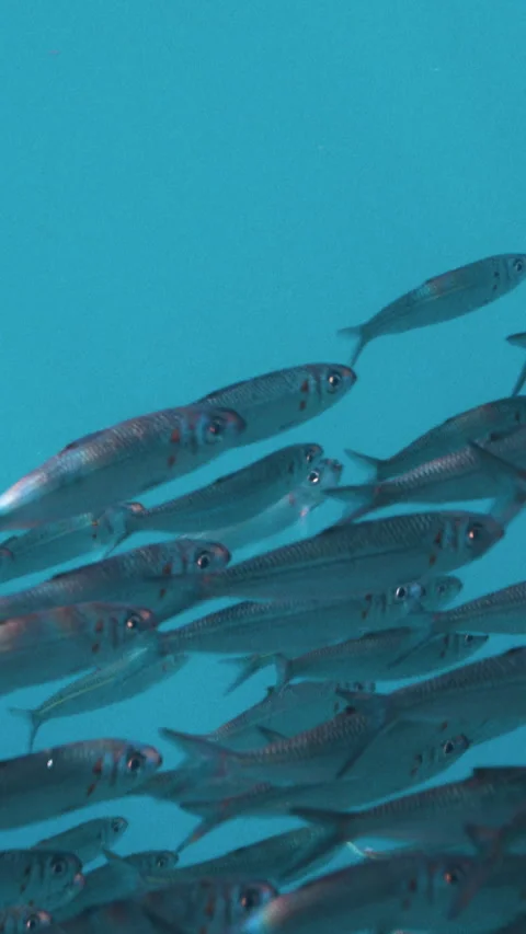 Massive school of small fish on blue water background. Closeup underwater Stock Footage 284007320