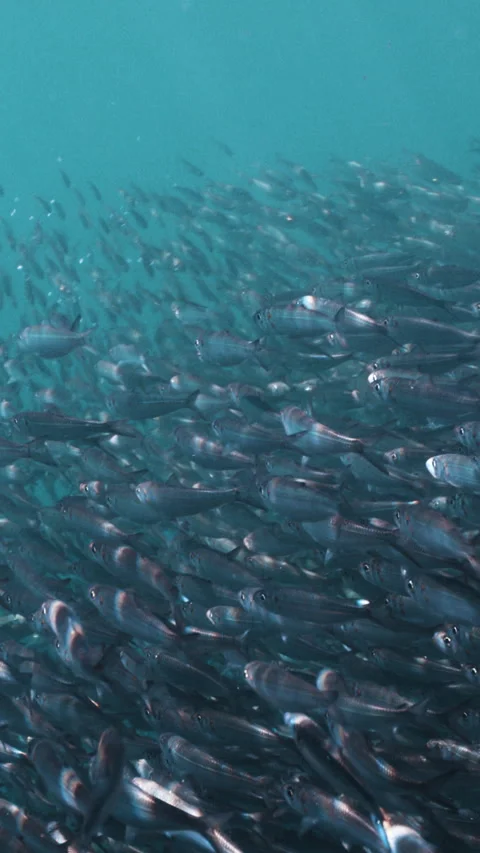 Massive school of small fish on blue water background. Closeup underwater Stock Footage 284007692
