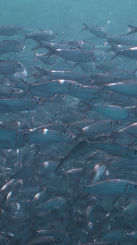 Massive school of small fish on blue water background. Closeup underwater Stock Footage 284008158