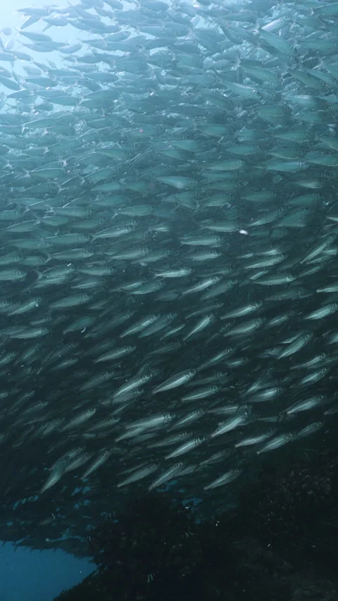 Massive school of small fish on blue water background. Closeup underwater Stock Footage 284009430