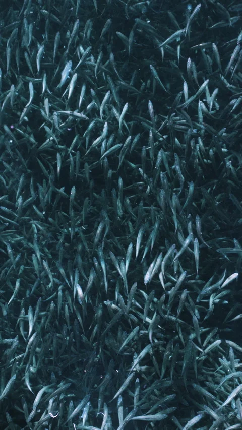 Massive school of small fish on blue water background. Closeup underwater Stock Footage 284009886