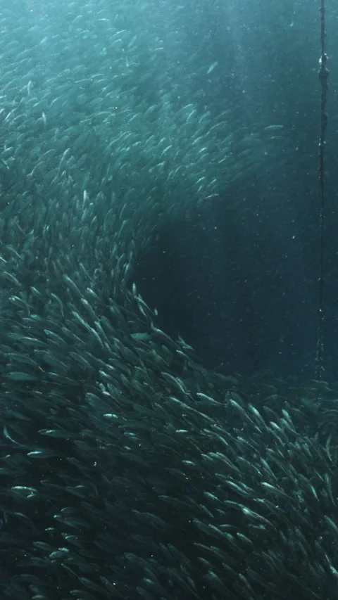 Massive school of small fish on blue water background. Closeup underwater Stock Footage 284010978