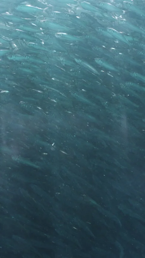 Massive school of small fish on blue water background. Closeup underwater Stock Footage 284011003