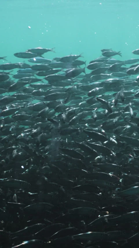 Massive school of small fish on blue water background. Closeup underwater Stock Footage 284011495