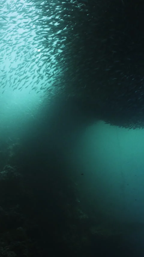 Massive school of small fish on blue water background. Closeup underwater Stock Footage 284011604