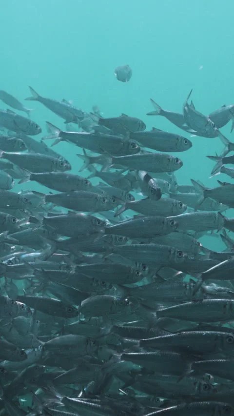 Massive school of small fish on blue water background. Closeup underwater Stock Footage 284011951