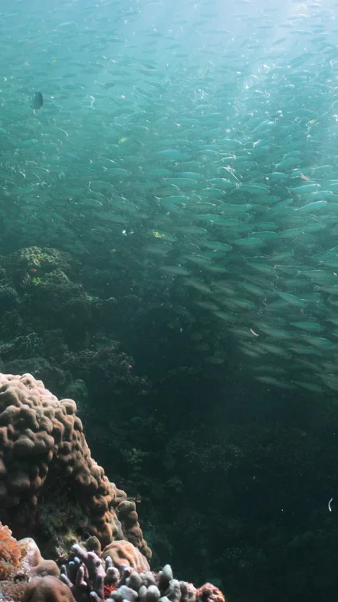 Massive school of small fish on blue water background. Closeup underwater Stock Footage 284012369