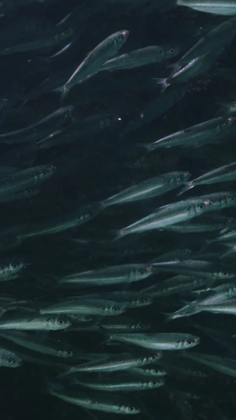 Massive school of small fish on blue water background. Closeup underwater Stock Footage 284012564