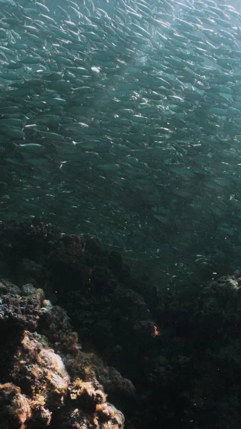 Massive school of small fish on blue water background. Closeup underwater Stock Footage 284013275