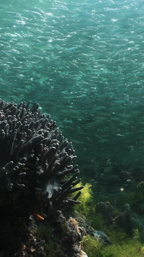 Massive school of small fish on blue water background. Closeup underwater Stock Footage 284013430