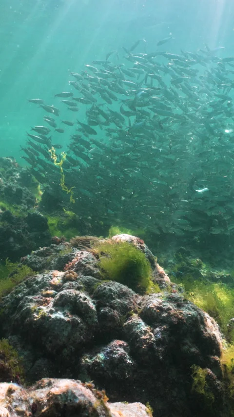 Massive school of small fish on blue water background. Closeup underwater Stock Footage 284014383