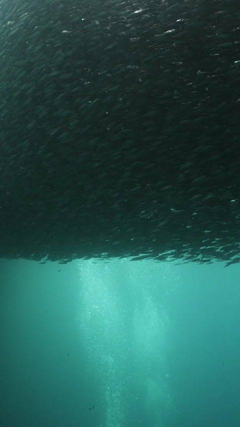 Massive school of small fish on blue water background. Closeup underwater Stock Footage 284014642