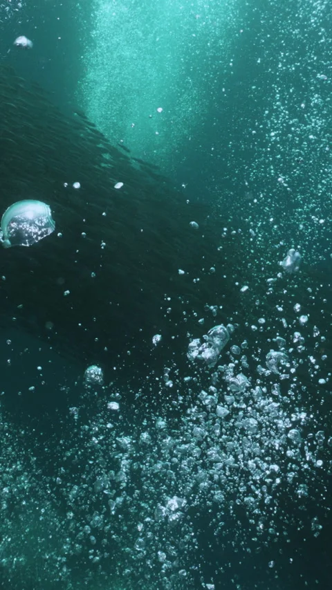 Massive school of small fish on blue water background. Closeup underwater Stock Footage 284014669