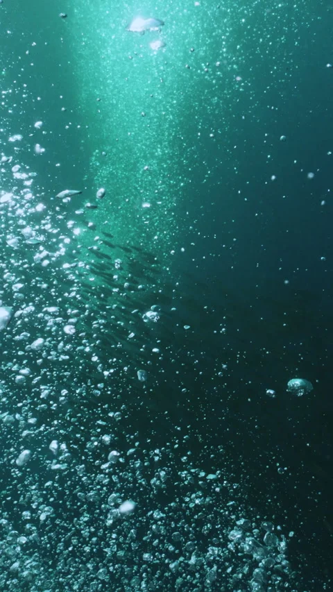 Massive school of small fish on blue water background. Closeup underwater Stock Footage 284015475