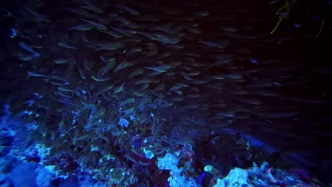 Massive school of small fish densely packed inside a dark submerged reef cave Stock Footage 334336446
