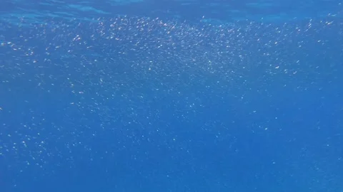 Massive school of small fish flowing above tropical coral reef, spectacular Stock Footage 346245489
