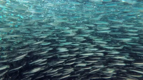 Massive school of small fish swims under surface of water in sun rays. Stock Footage 130853033