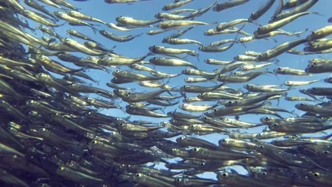 Massive school of small fish swims under surface of blue water Stock Footage 132533985