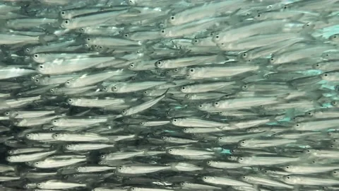 Massive school of small silver fish. Close-up, underwater background Stock Footage 131026986