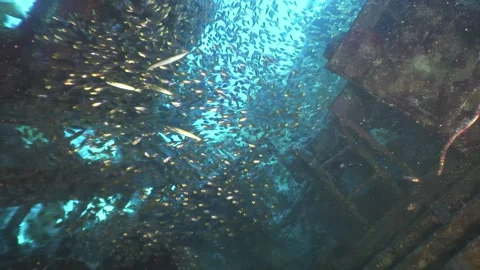 Massive school of tiny, brightly colored fish in clear water of shipwreck. Stock Footage 265172638