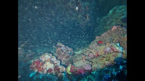 Massive school of tiny fish swimming inside a vibrant underwater cavern near the Stock Footage 335817844