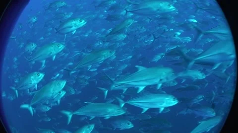 Massive school of Trevally spawning Stock Footage 54048668