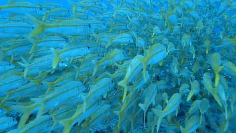 Massive school of Yellow tail Snapper fish Stock Footage 301153904