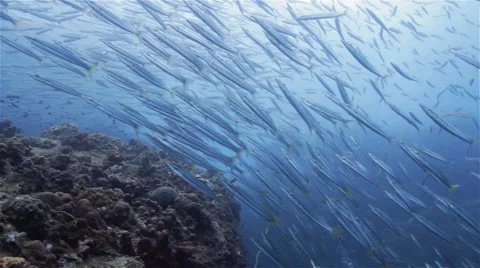 Massive School of Yellowtail barracuda Stock Footage 58313404
