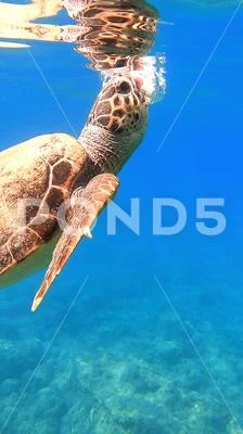 Massive Sea Turtle Surfaces For Oxygen | Kefalonia Island, Greece