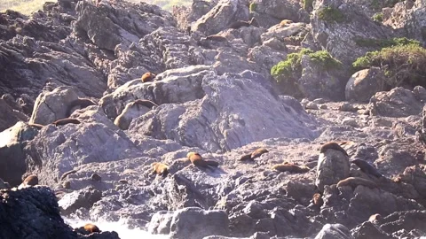 Massive Seal Colony Stock Footage 132780984