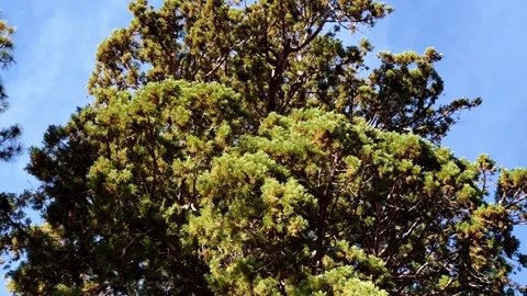 Massive Sequoia Tree with Cutout Passage in Mariposa Grove Yosemite Stock Footage 333040005
