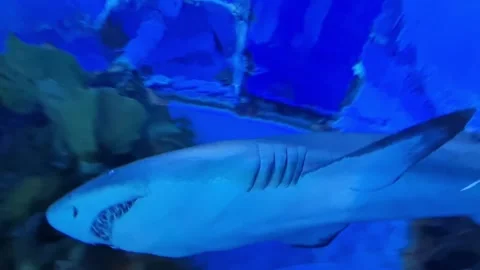 Massive Shark With Sharp Teeth Swimming In An Aquarium Stock Footage 303103274