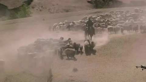 Massive Sheep Transhumance Led by Shepherd Across Dusty Xinjiang Plains, China 스톡 동영상 337857790
