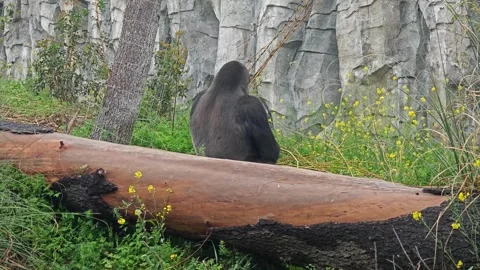 Massive silverback gorilla sit surrounded by lush green grass and yellow flowers Stock Footage 337328900