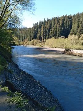 The massive Smith River flowing in spring with a giant redwood tree Фото