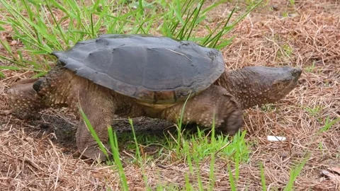 Massive Snapping Turtle Surveys Land for the Perfect Nest Site Video stock 325634923