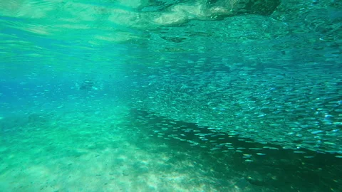 Massive spawning migration of of Silversides forming dense living ribbon along Stockbeeldmateriaal 337455332