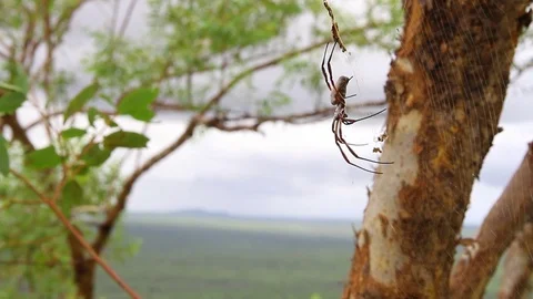 Massive Spider in Australia Video stock 79668277