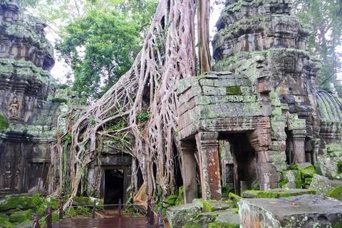 Massive Spung Tree Roots Over Ancient Stone Ruins of Ta Prohm Temple, Cambodia Stock Photos