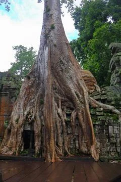 Massive Spung Tree Roots Over Ancient Stone Ruins of Ta Prohm Temple, Cambodia Stock Photos