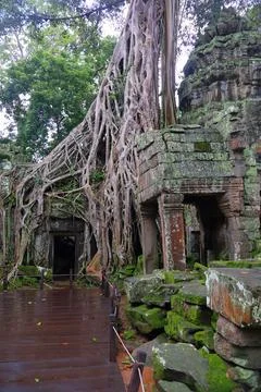 Massive Spung Tree Roots Over Ancient Stone Ruins of Ta Prohm Temple, Cambodia Stock Photos