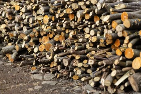 A massive stack of cut firewood logs sits outdoors, showcasing raw texture .. Stock Photos