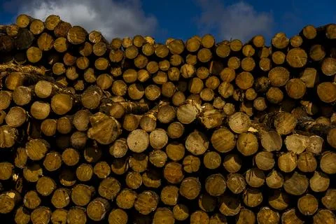 Massive stack of cut logs outdoors, representing forestry production and raw  Stock Photos