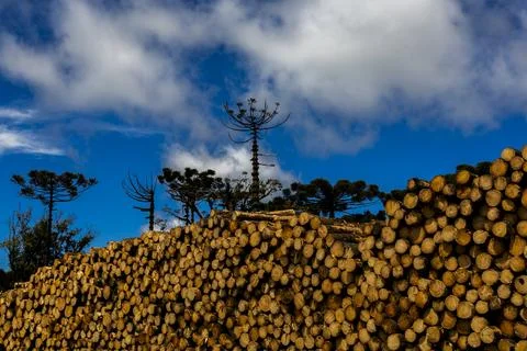 Massive stack of cut logs outdoors, representing forestry production and raw  Stock Photos